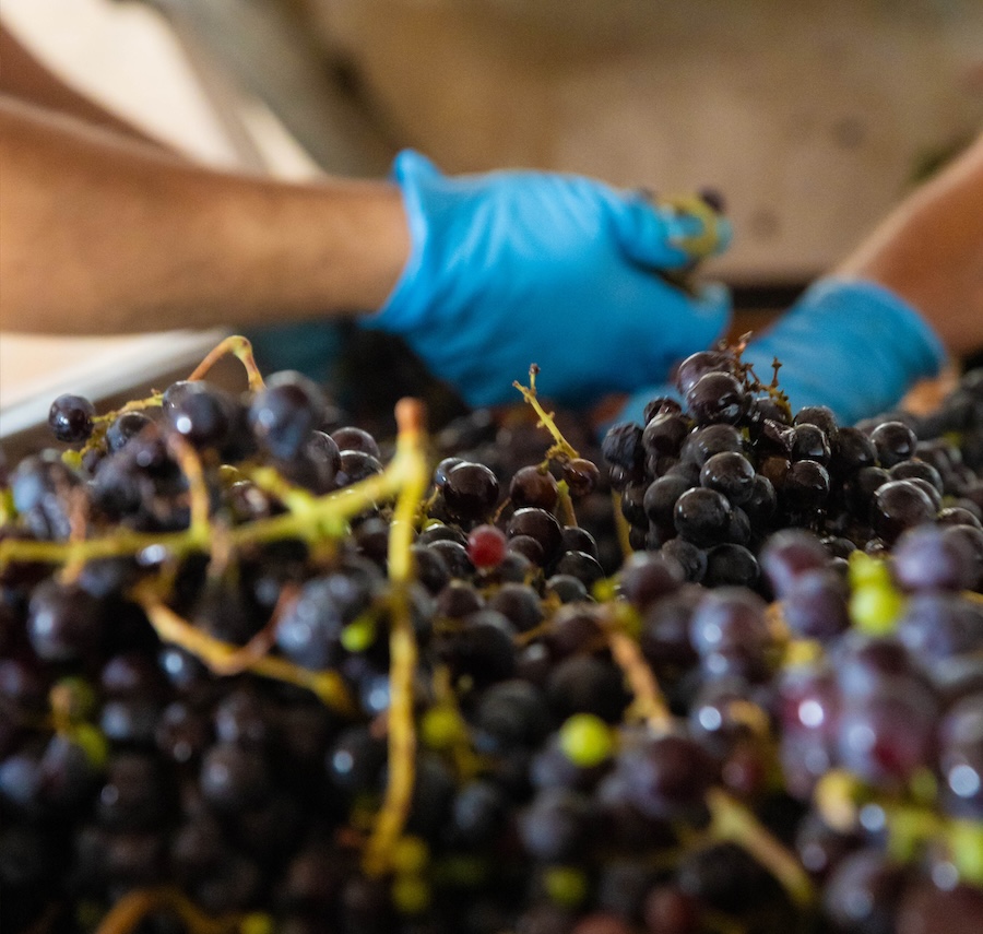tenuta delle ripalte_testo_uva