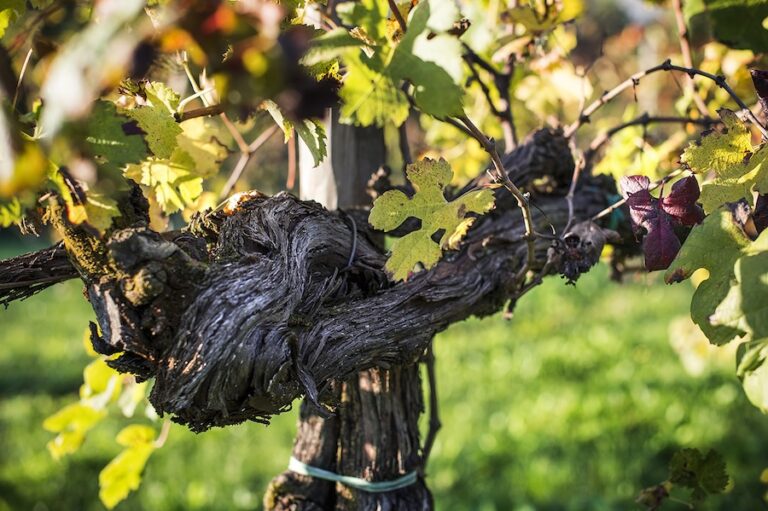 vistorta vigna merlot_evidenza
