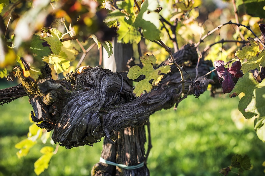 vistorta vigna merlot_evidenza