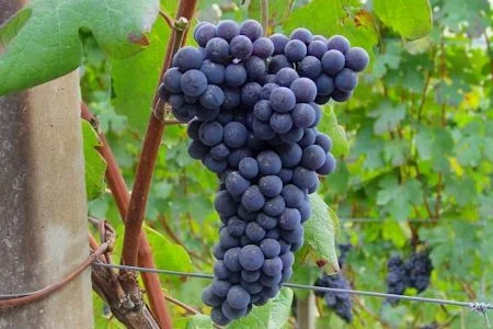 Grandi Langhe 2026_nebbiolo_testo