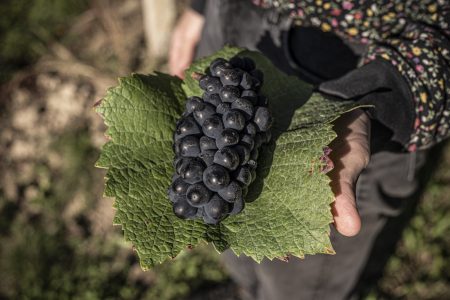 biodinamico_evidenza_demeter