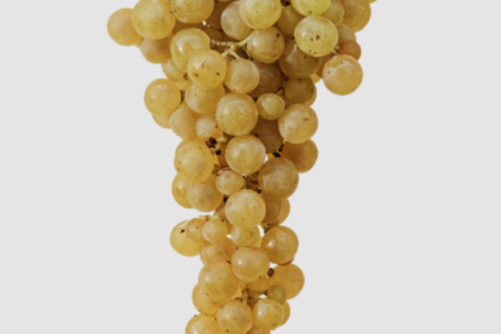 canelli_evidenza_moscato_2026