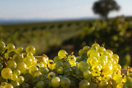 cremant_de_bourgogne_evidenza_credits photo domaine louis bouillot