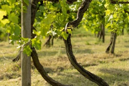 doc venezia_evidenza_Vigna di Cassone Padovano nel Lison Pramaggiore