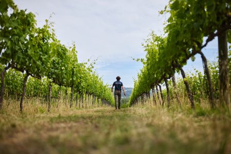 tenuta santi giacomo e filippo_evidenza