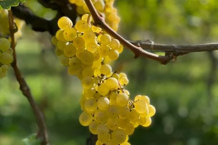 vino biologico_evidenza